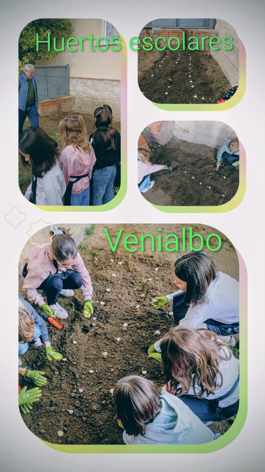 Huerto Venialbo, ajos noviembre 2025 Huerto Venialbo, ajos noviembre 2025